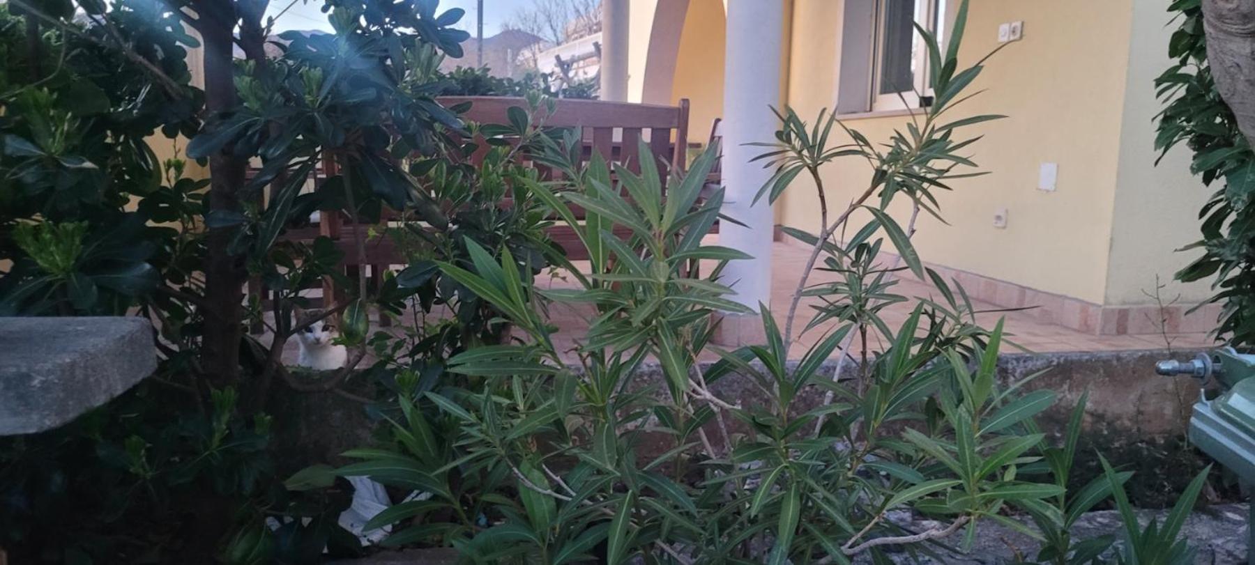 Apartmani Sanja Klenovica Zewnętrze zdjęcie
